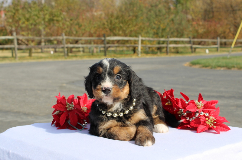 puppy, for, sale, Mini Bernedoodle F2, Matthew B. Stoltzfus, dog, breeder, Gap, PA, dog-breeder, puppy-for-sale, forsale, nearby, find, puppyfind, locator, puppylocator, aca